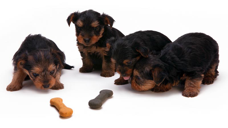 add flavoring to pet food dog food biscuits
